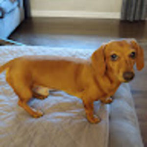 Meet your Posher, Lisa